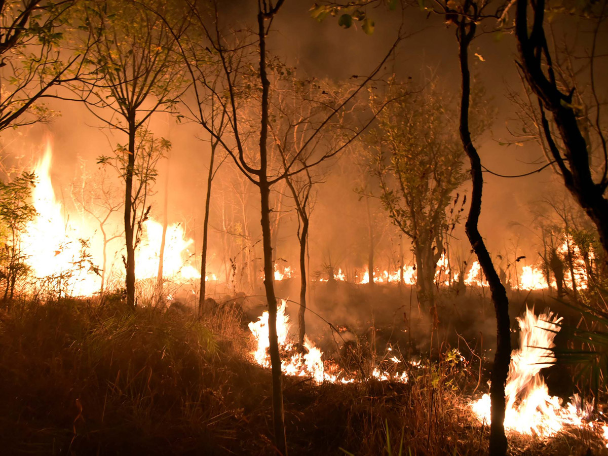 Fire Accident in Tirumala Forest Photo Gallery - Sakshi15