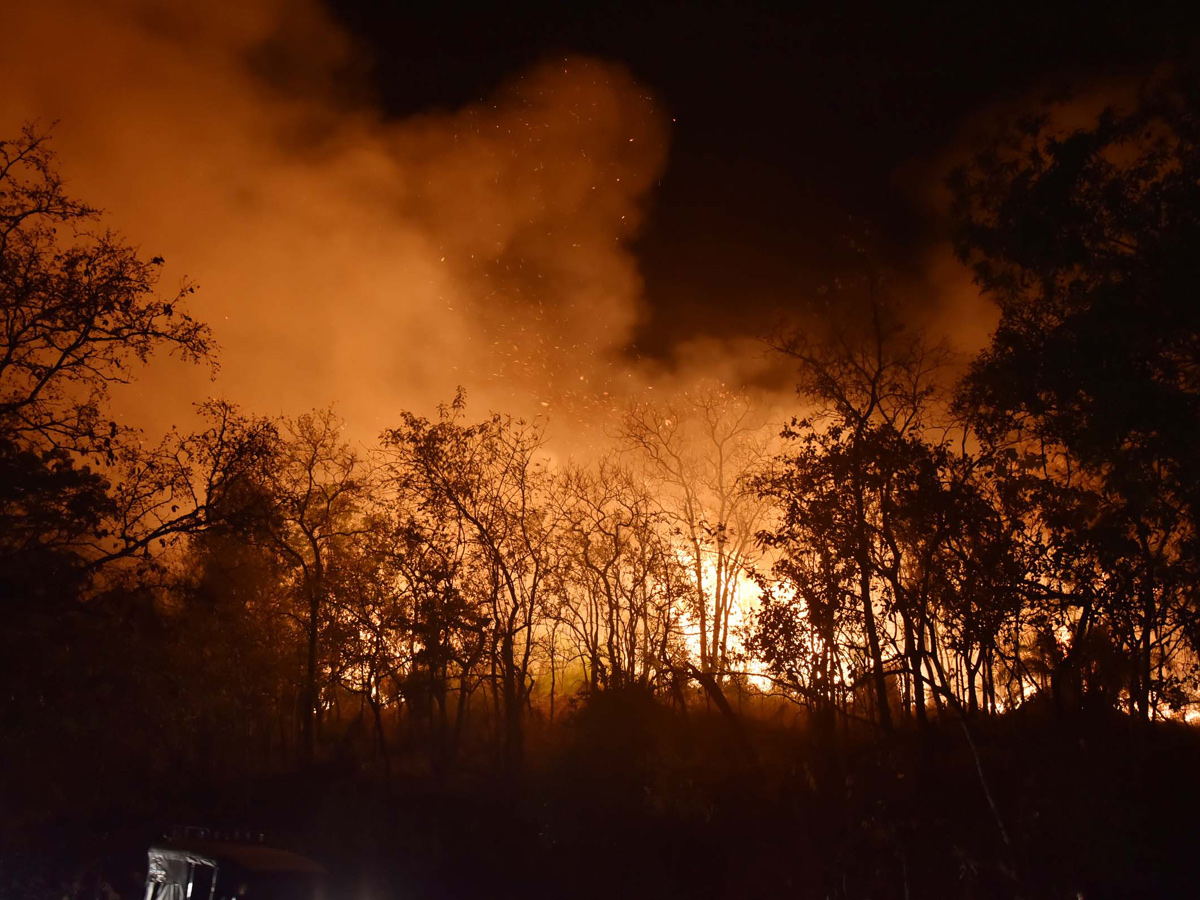 Fire Accident in Tirumala Forest Photo Gallery - Sakshi2