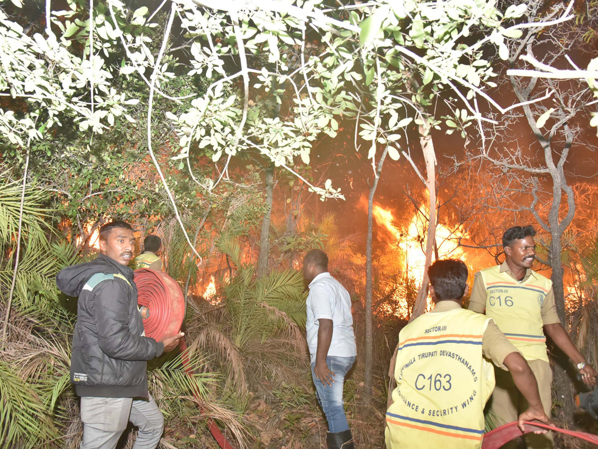 Fire Accident in Tirumala Forest Photo Gallery - Sakshi4