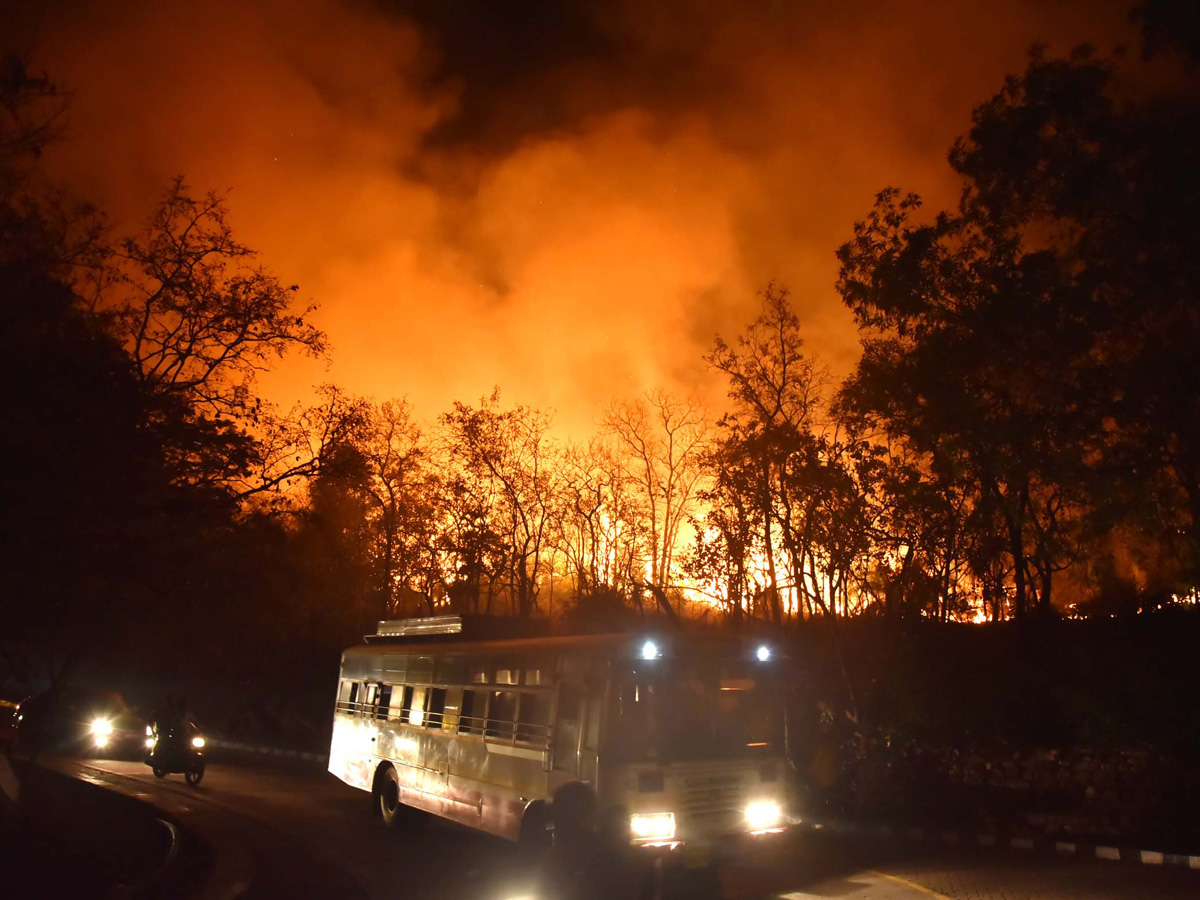 Fire Accident in Tirumala Forest Photo Gallery - Sakshi6