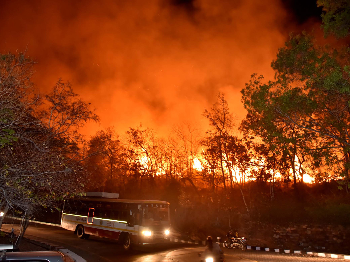 Fire Accident in Tirumala Forest Photo Gallery - Sakshi9