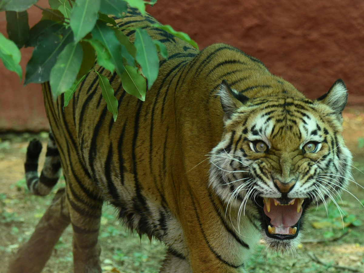 Best Photos/Pics/Images of The Week in AP and Telangana june 08 to june 15 2019 - Sakshi21