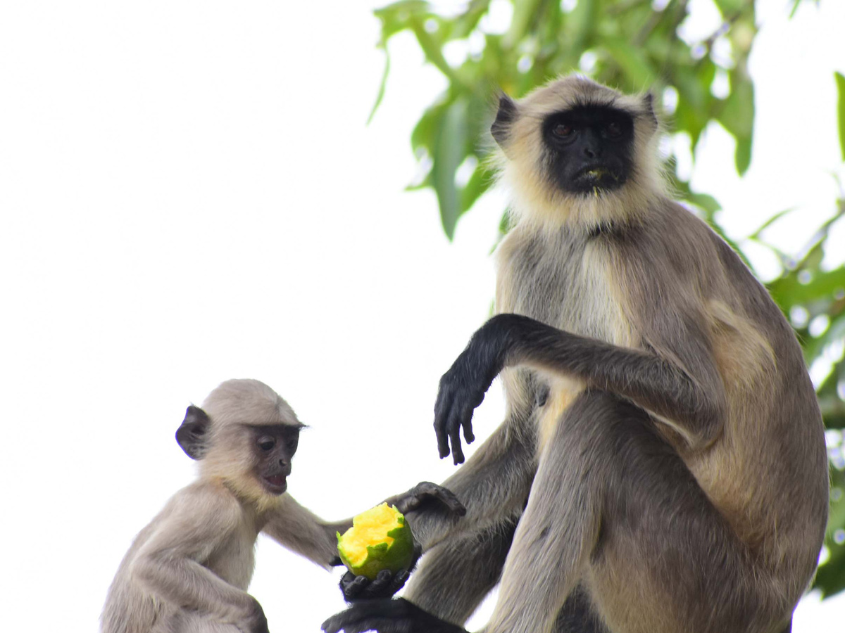 Best Photos/Pics/Images of The Week in AP and Telangana june 08 to june 15 2019 - Sakshi25