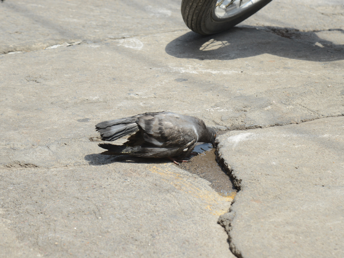 Best Photos/Pics/Images of The Week in AP and Telangana june 08 to june 15 2019 - Sakshi27