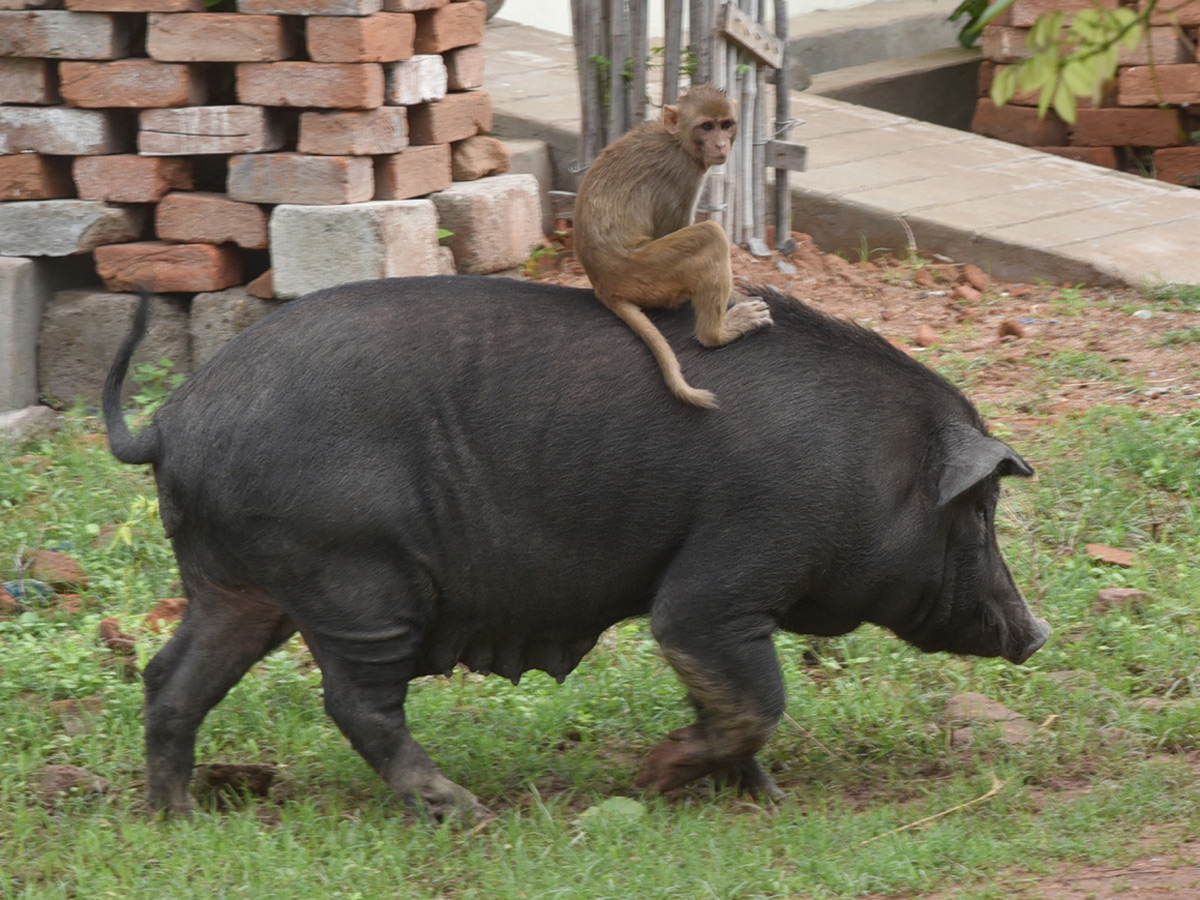 Best Photos of The Week in AP and Telangana july 07 to july 13 2019 - Sakshi18