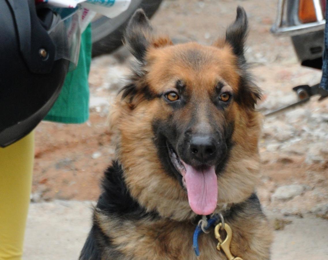 Anti Rabies Taccine In Super Specialty Veterinary Hospital At Narayanaguda - Sakshi3