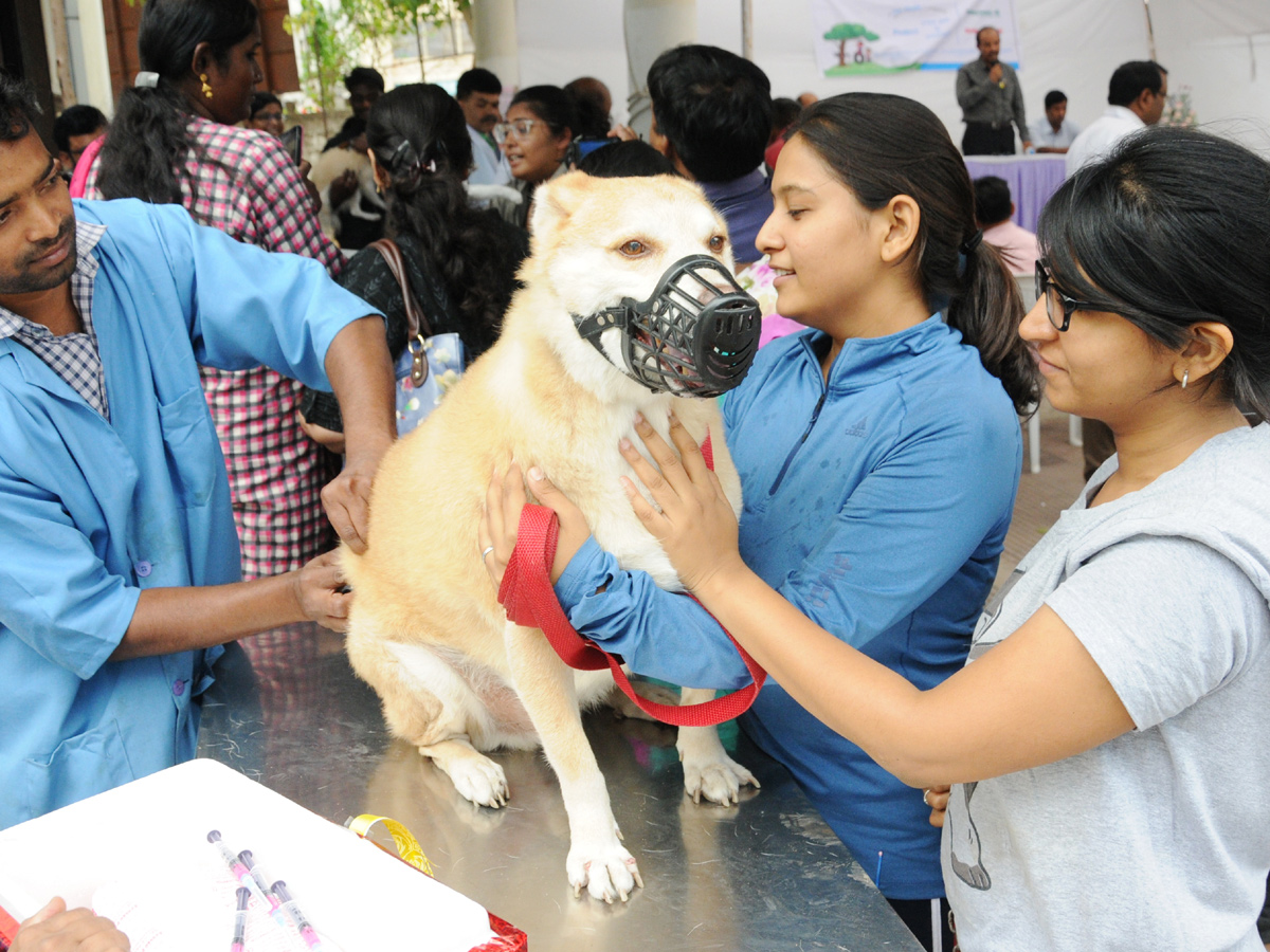 Anti Rabies Taccine In Super Specialty Veterinary Hospital At Narayanaguda - Sakshi18