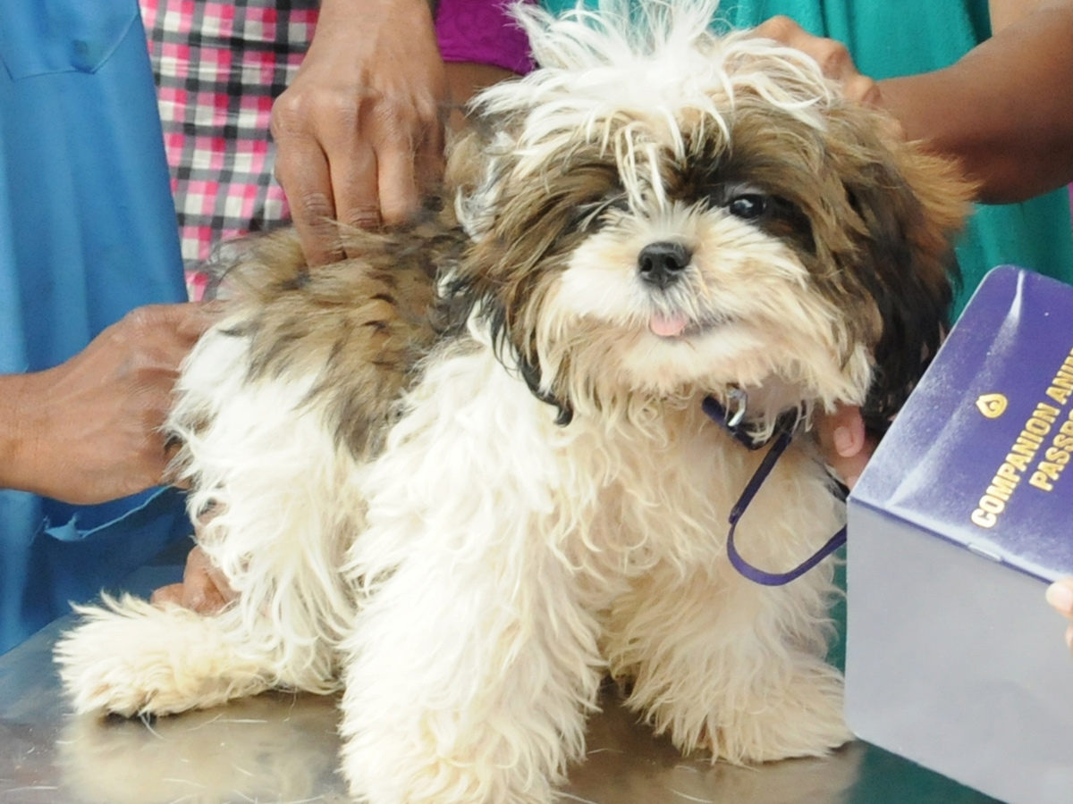 Anti Rabies Taccine In Super Specialty Veterinary Hospital At Narayanaguda - Sakshi19