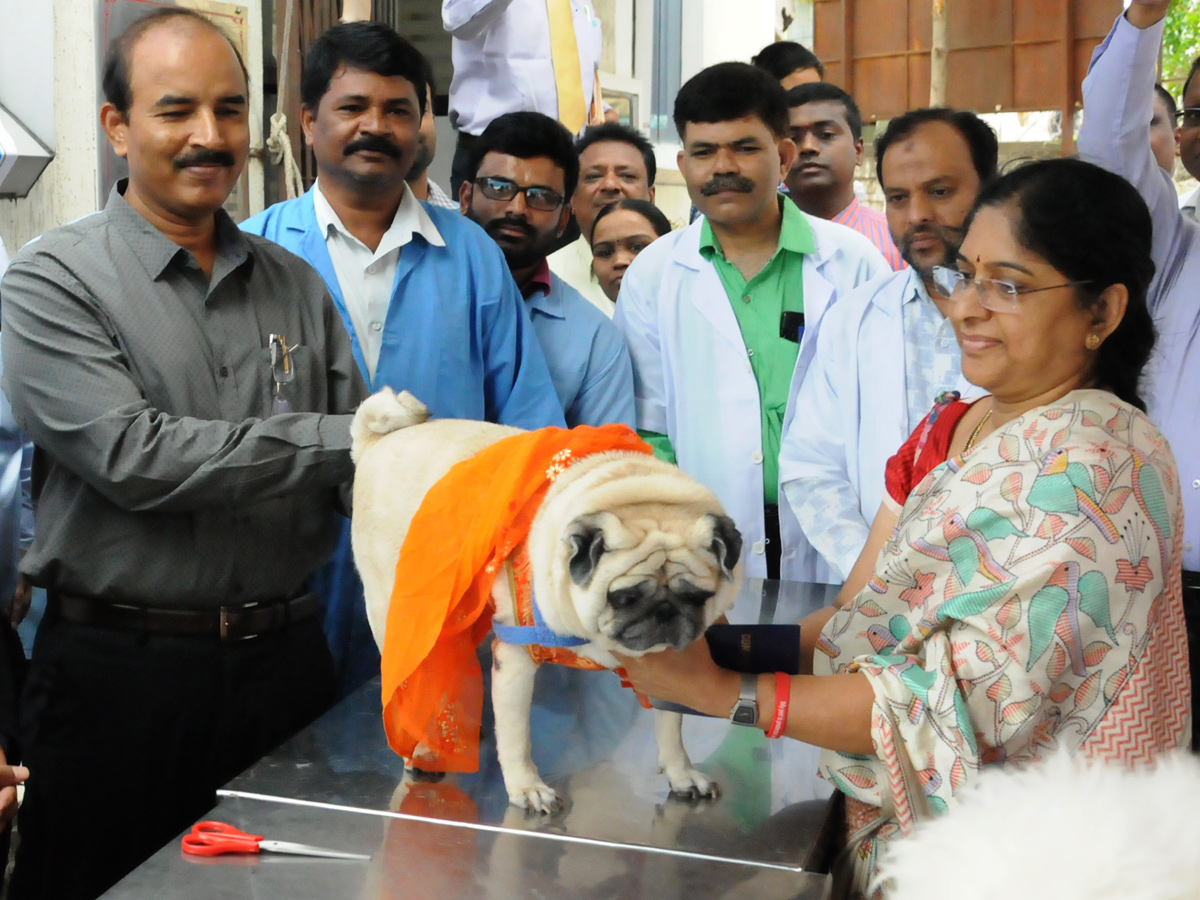 Anti Rabies Taccine In Super Specialty Veterinary Hospital At Narayanaguda - Sakshi22