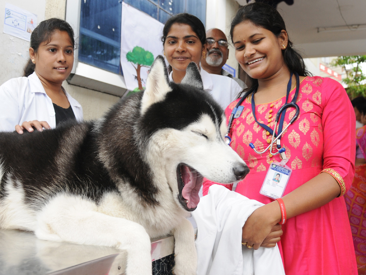 Anti Rabies Taccine In Super Specialty Veterinary Hospital At Narayanaguda - Sakshi4