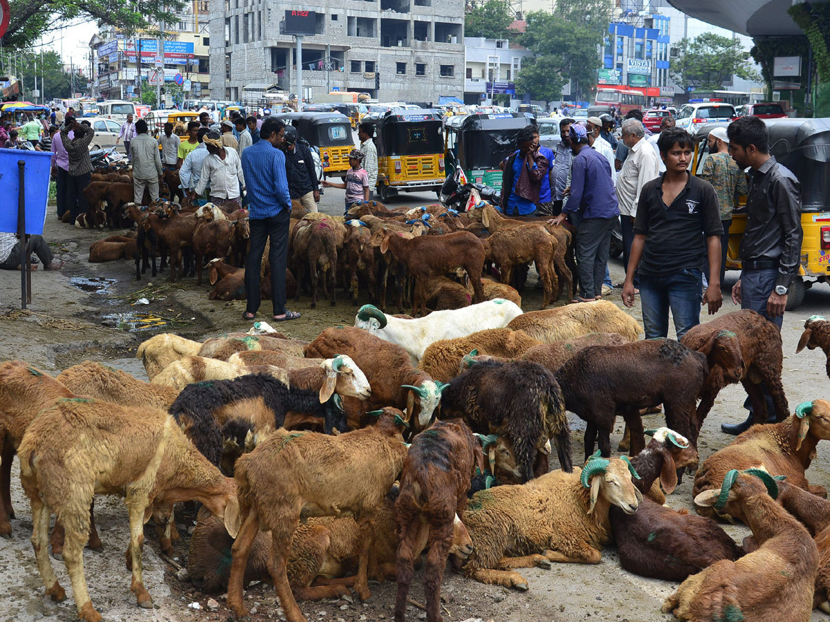 Eid alAdha Festival Photo Gallery - Sakshi15