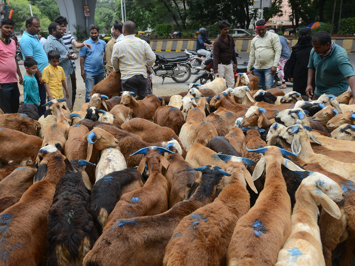 Eid alAdha Festival Photo Gallery - Sakshi6