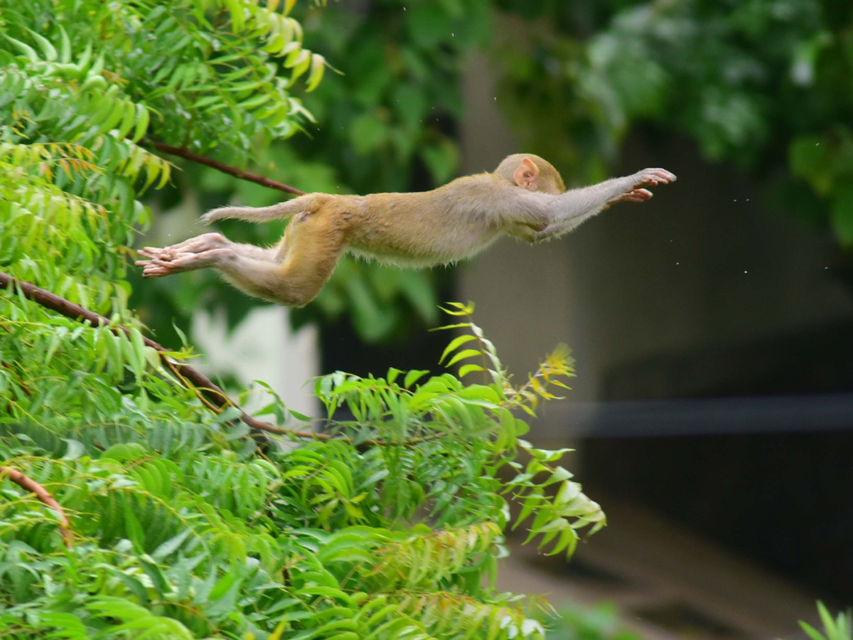   Best images of The Week in AP and Telangana  August 04 to August 11 2019 - Sakshi11