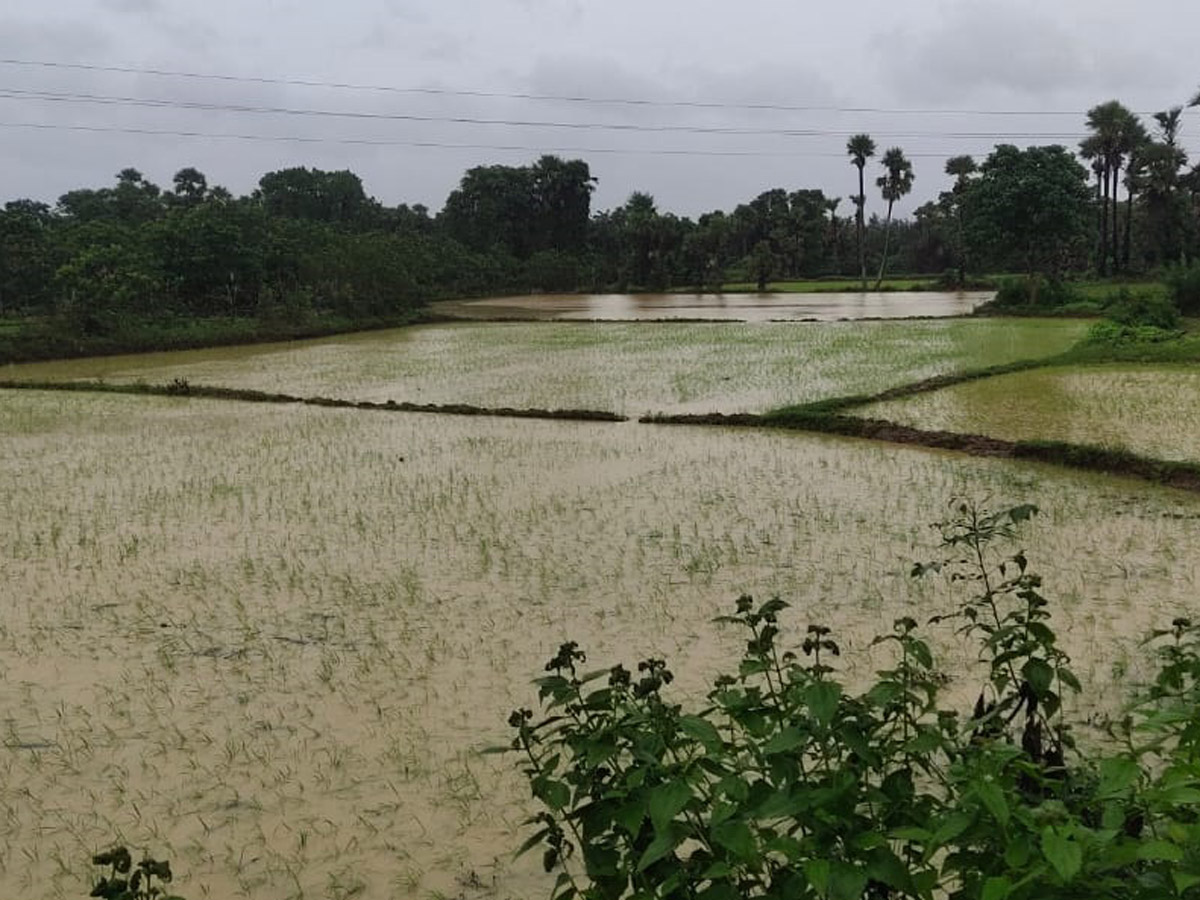 Heavy Rains East Godavari District Photo Gallery - Sakshi12