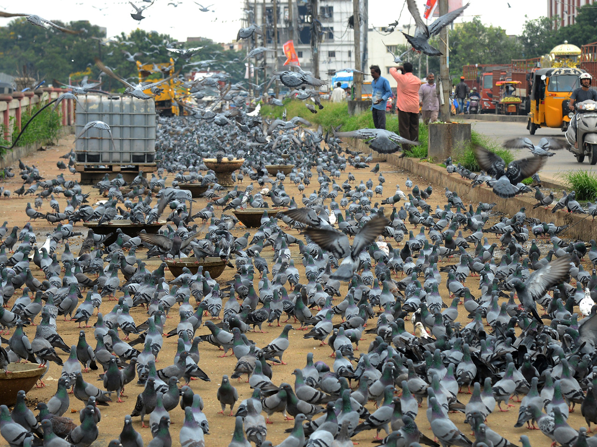 Best Photos of The Week in AP and Telangana September 29-09-2019 to october 06-10- 2019 - Sakshi3