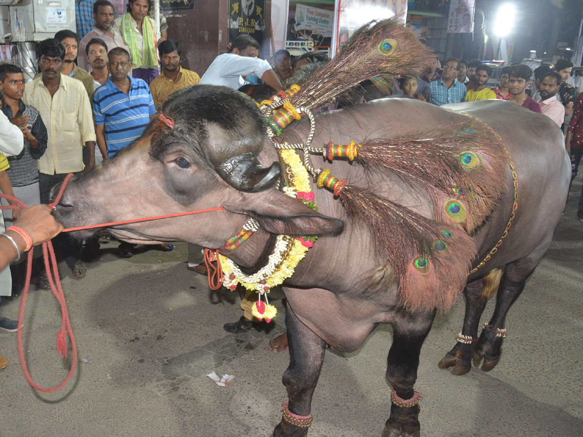 Sadar Festival Celebrations In Hyderabad Photo Gallery - Sakshi17