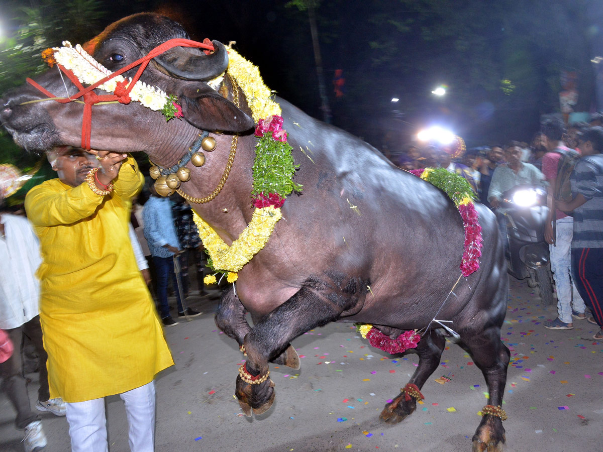 Sadar Festival Celebrations In Hyderabad Photo Gallery - Sakshi1