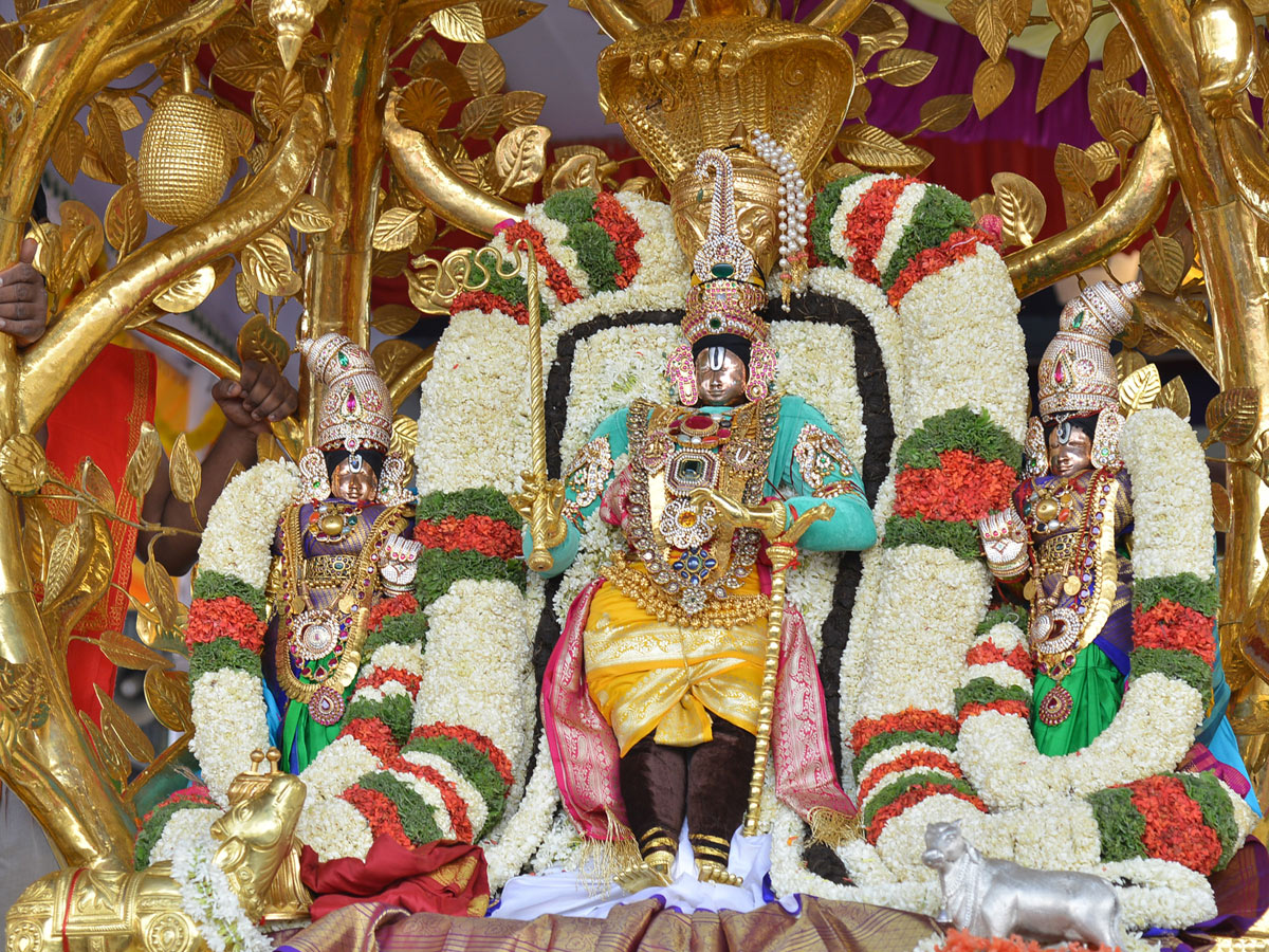 Tirumala Brahmotsavam Srivaru On Kalpavriksha Vahanam Photo Gallery  - Sakshi22