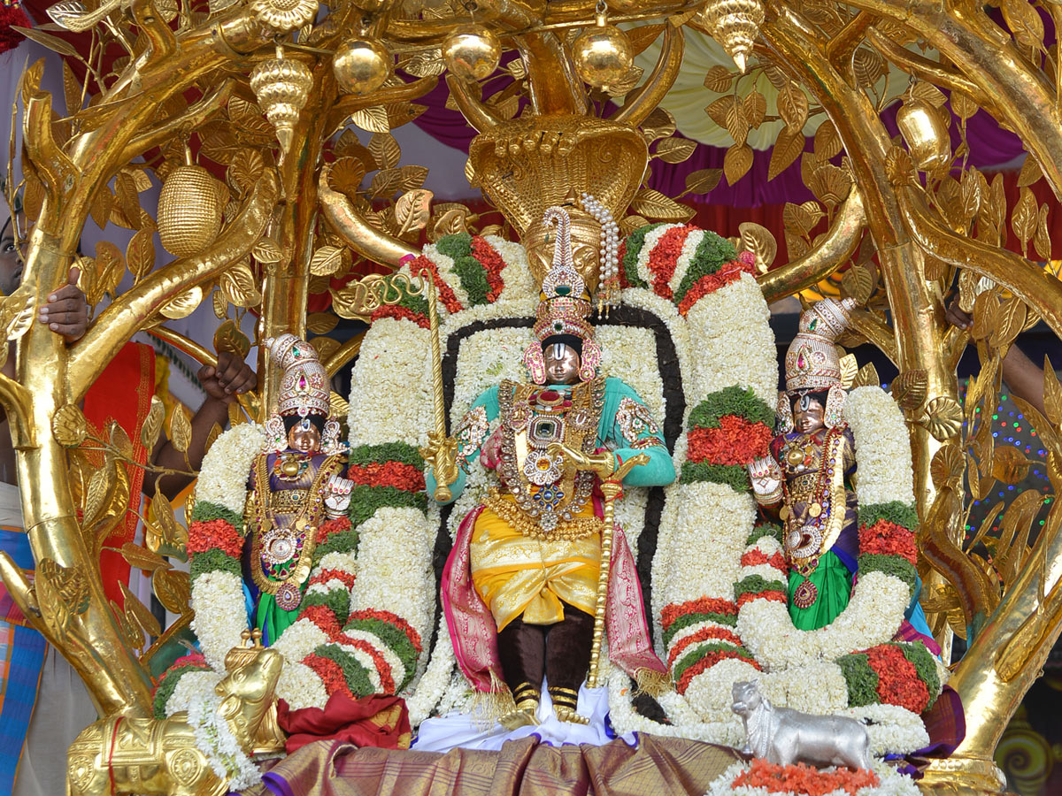 Tirumala Brahmotsavam Srivaru On Kalpavriksha Vahanam Photo Gallery  - Sakshi37