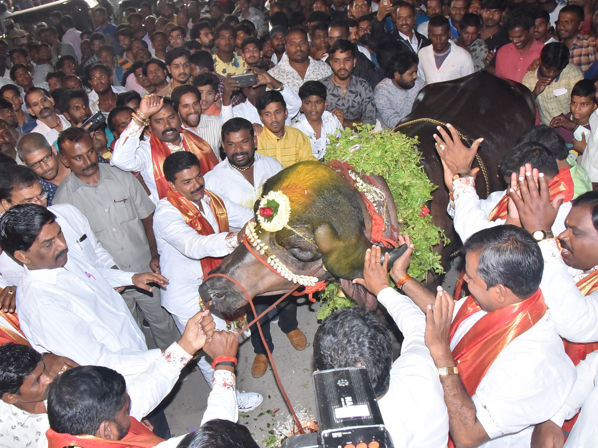 Sadar Festival in Telangana Photo Gallery - Sakshi12