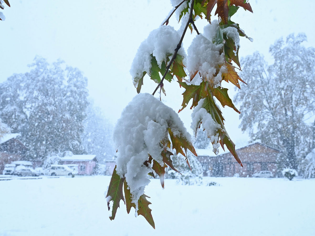 Heavy Snowfall Hits Jammu Kashmir Photo Gallery - Sakshi4