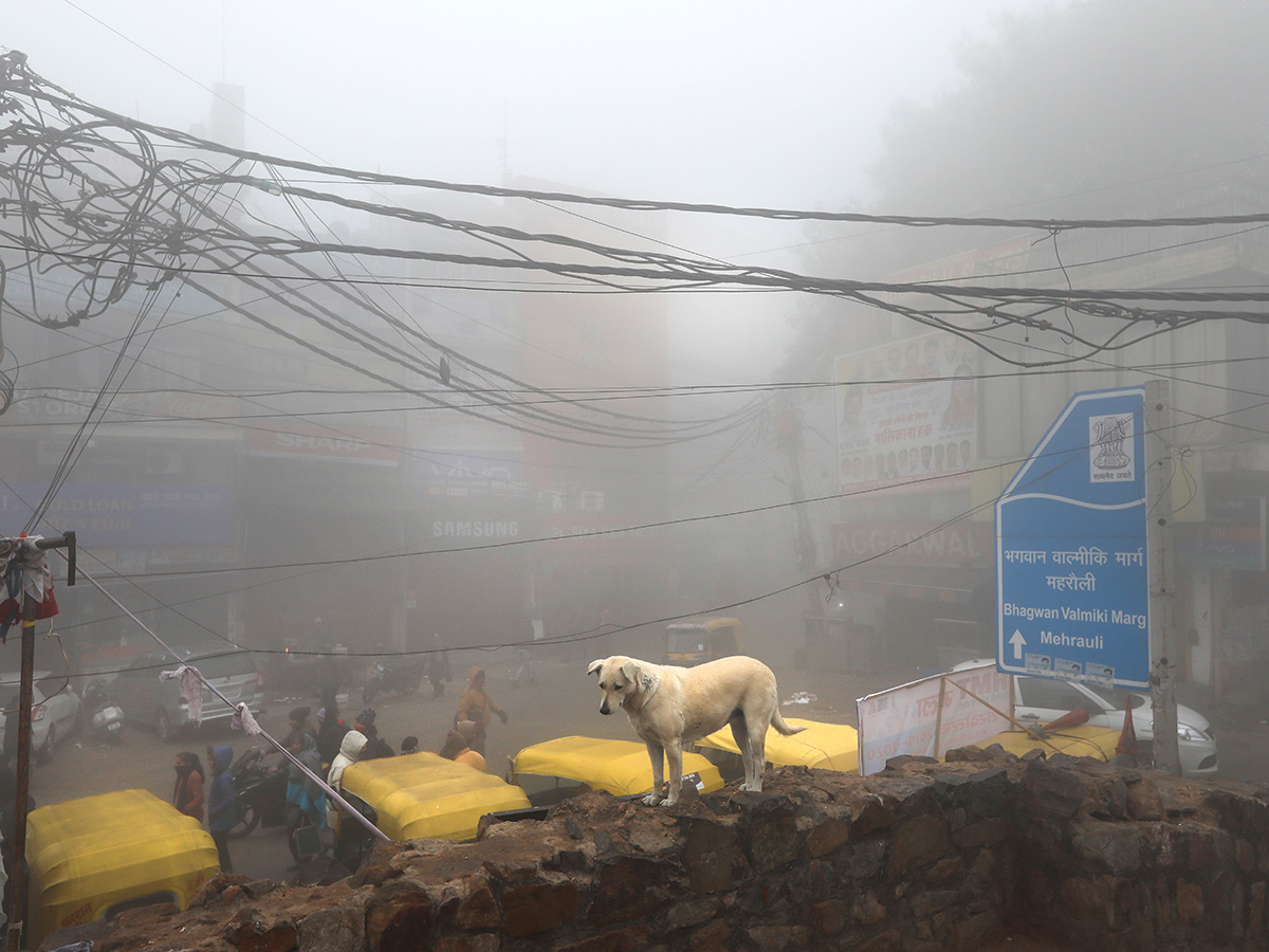 Heavy Fog In New Delhi Photo Gallery - Sakshi24