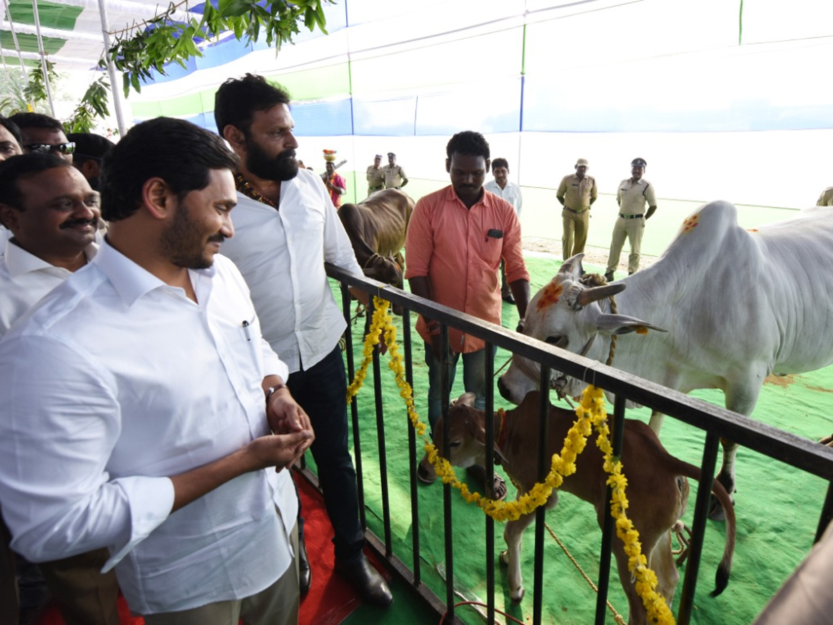 CM Jagan Reddy participates in Sankranti celebrations at Gudivada - Sakshi10