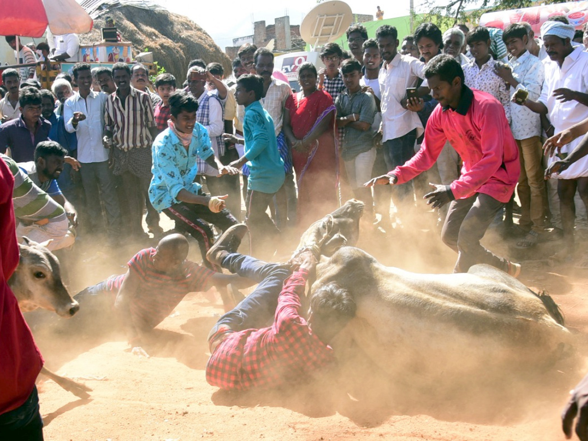  Jallikattu Celebrations in Rangampeta Photo gallery - Sakshi2