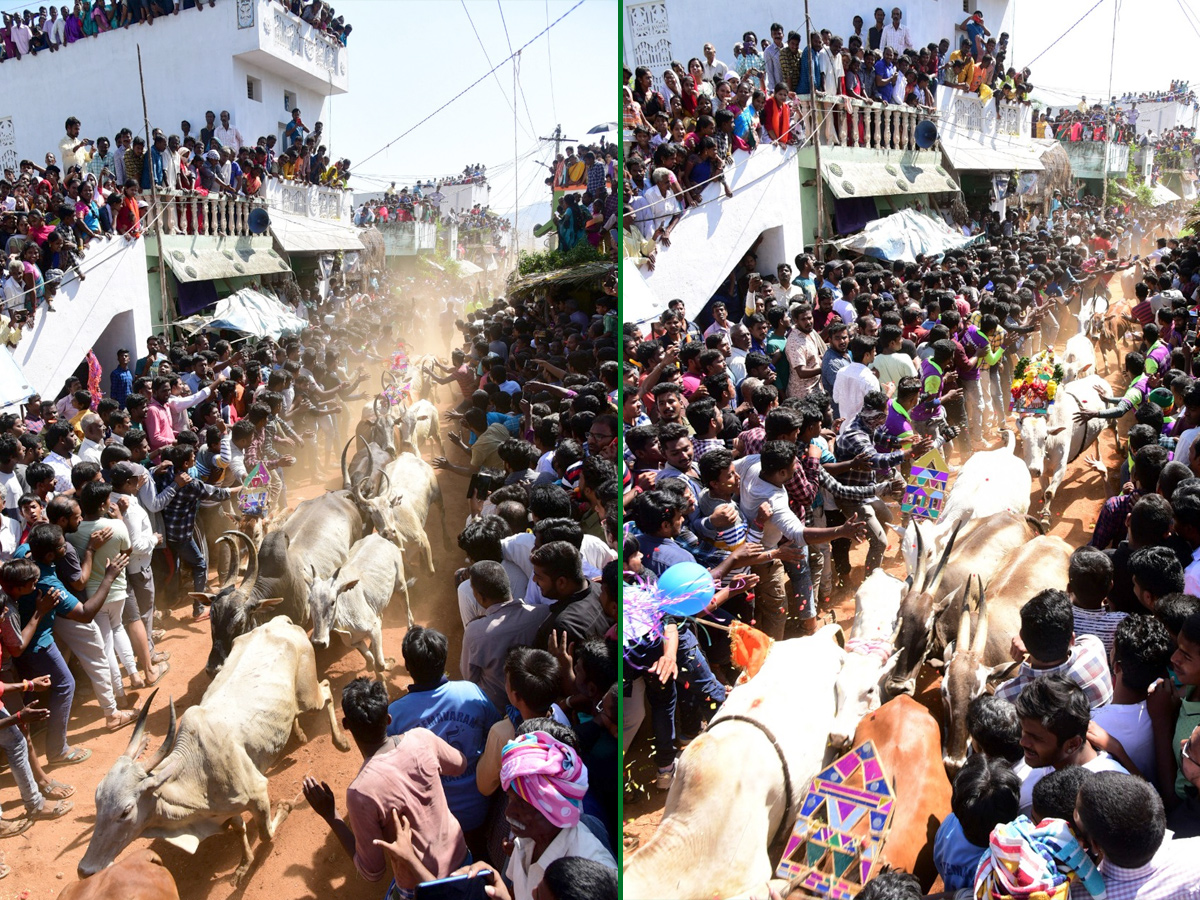  Jallikattu Celebrations in Rangampeta Photo gallery - Sakshi11