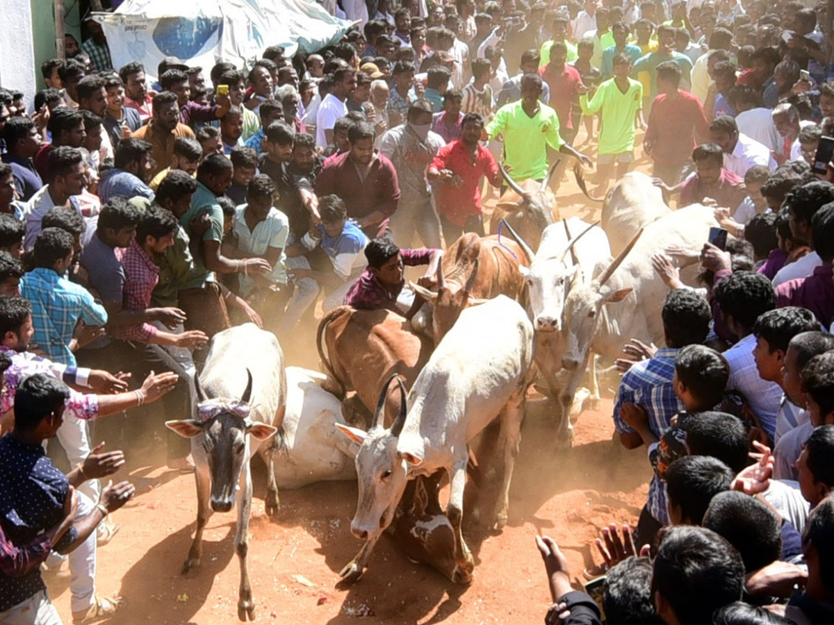  Jallikattu Celebrations in Rangampeta Photo gallery - Sakshi12