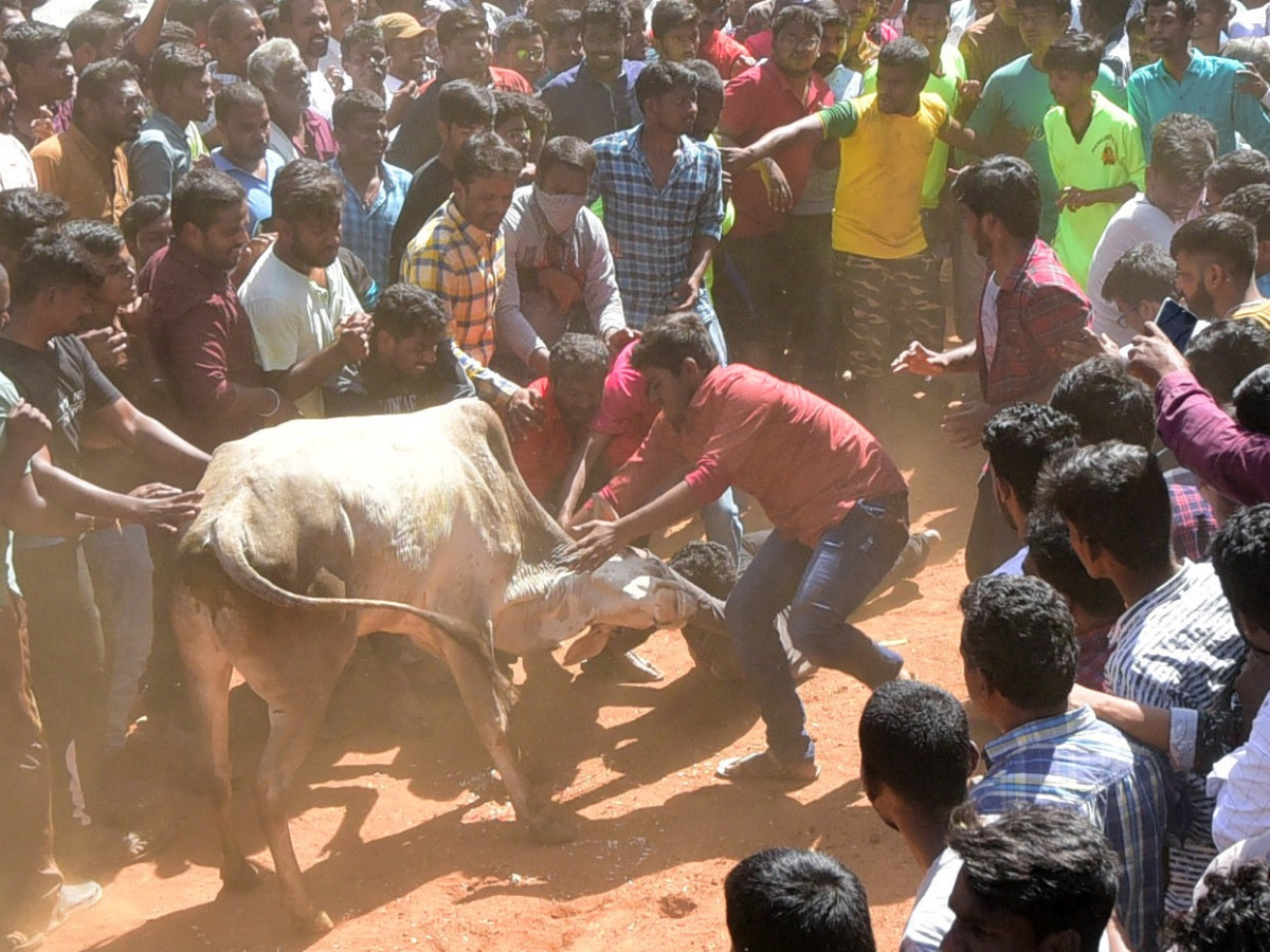  Jallikattu Celebrations in Rangampeta Photo gallery - Sakshi13