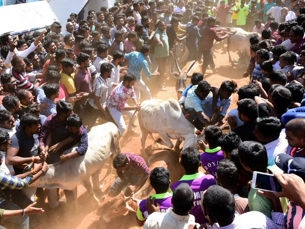  Jallikattu Celebrations in Rangampeta Photo gallery - Sakshi1