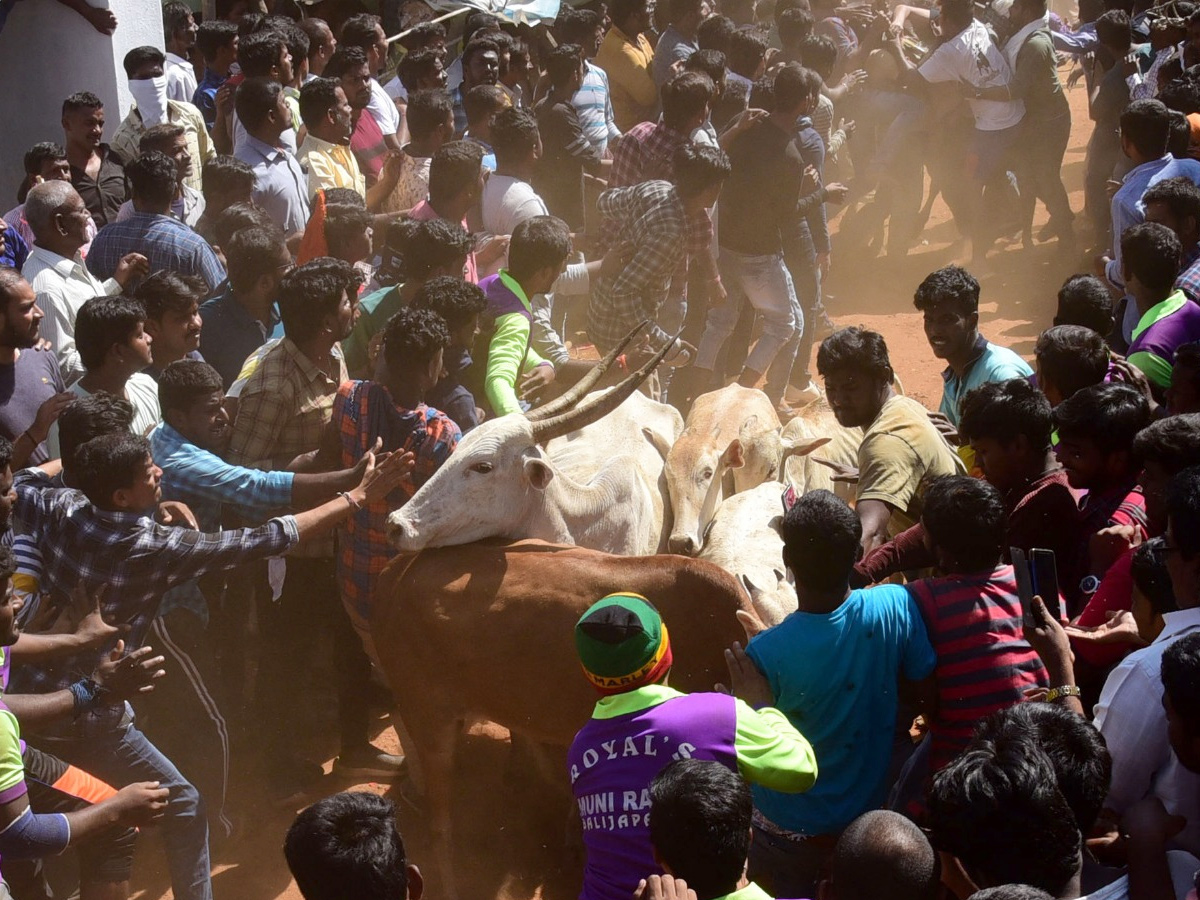  Jallikattu Celebrations in Rangampeta Photo gallery - Sakshi14