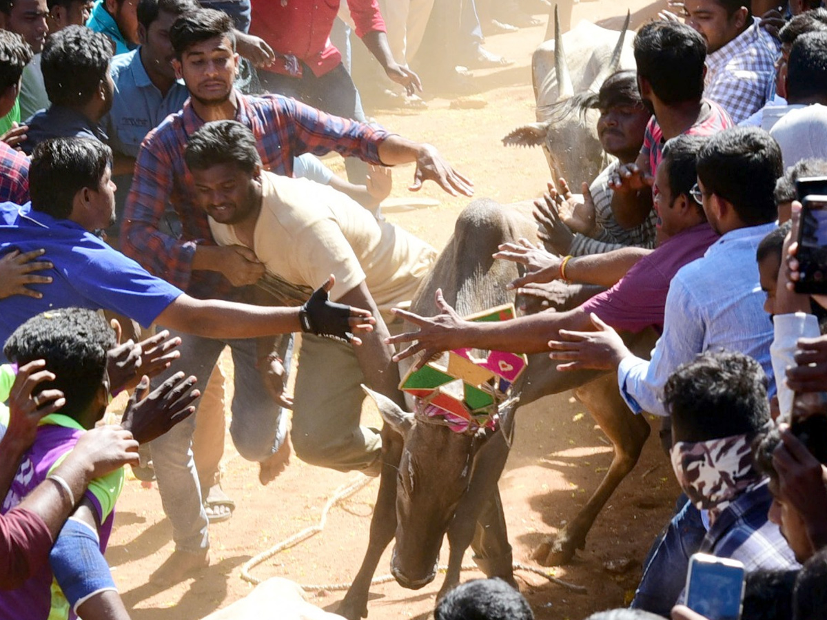  Jallikattu Celebrations in Rangampeta Photo gallery - Sakshi15