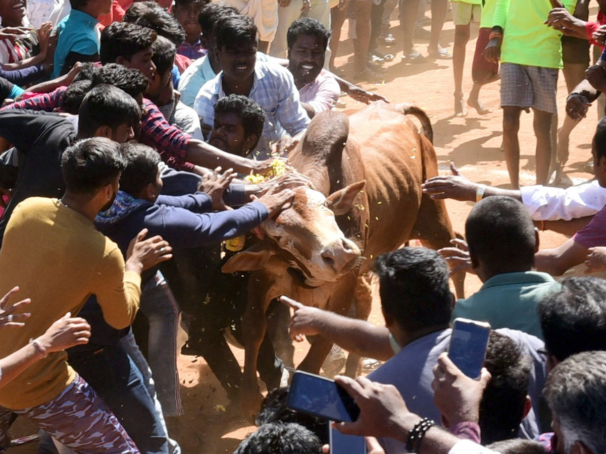  Jallikattu Celebrations in Rangampeta Photo gallery - Sakshi16