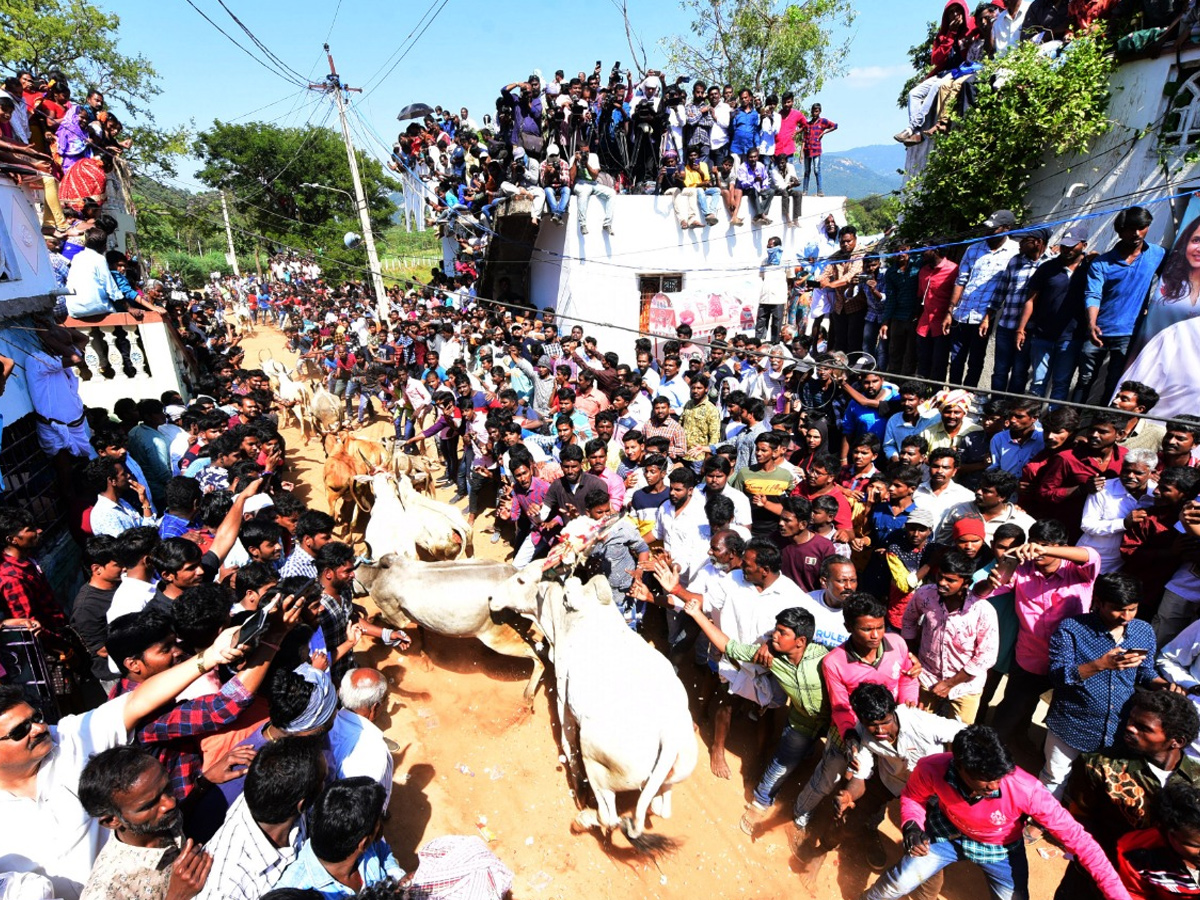  Jallikattu Celebrations in Rangampeta Photo gallery - Sakshi17