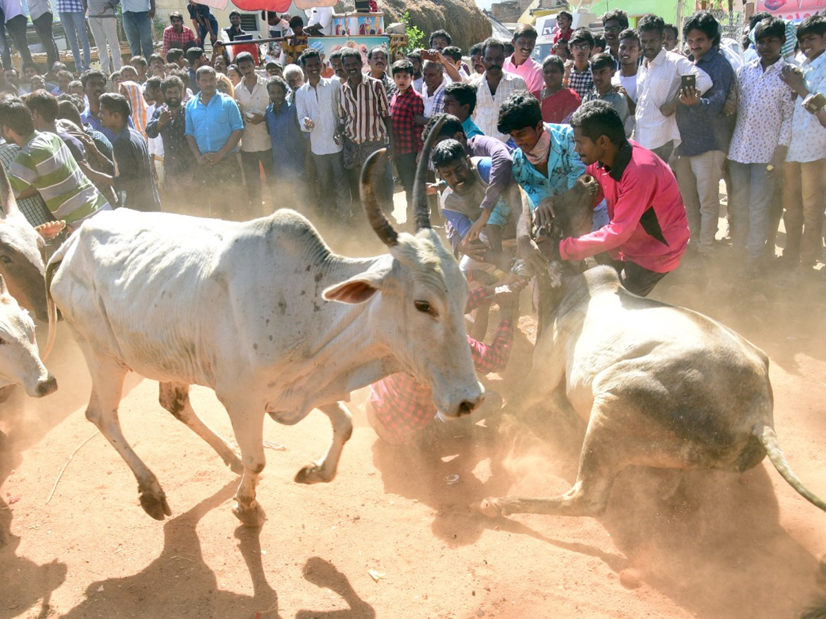  Jallikattu Celebrations in Rangampeta Photo gallery - Sakshi3