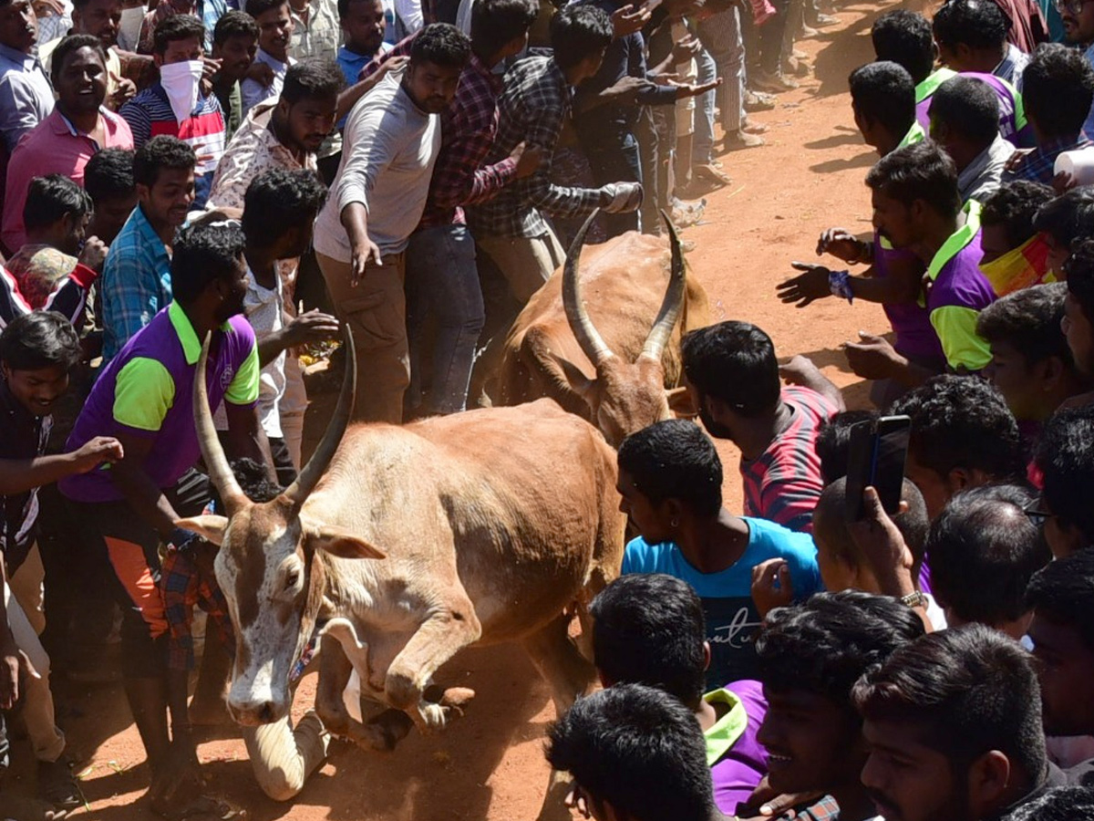  Jallikattu Celebrations in Rangampeta Photo gallery - Sakshi20