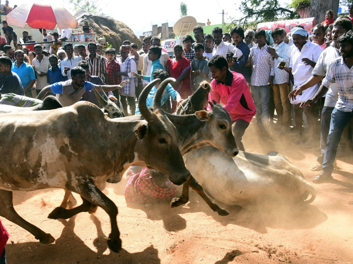  Jallikattu Celebrations in Rangampeta Photo gallery - Sakshi26