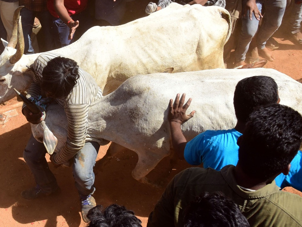  Jallikattu Celebrations in Rangampeta Photo gallery - Sakshi27