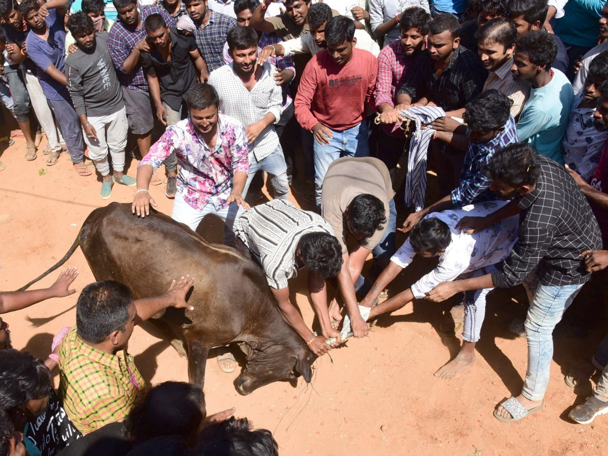  Jallikattu Celebrations in Rangampeta Photo gallery - Sakshi29