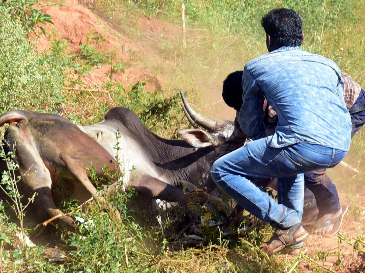  Jallikattu Celebrations in Rangampeta Photo gallery - Sakshi4