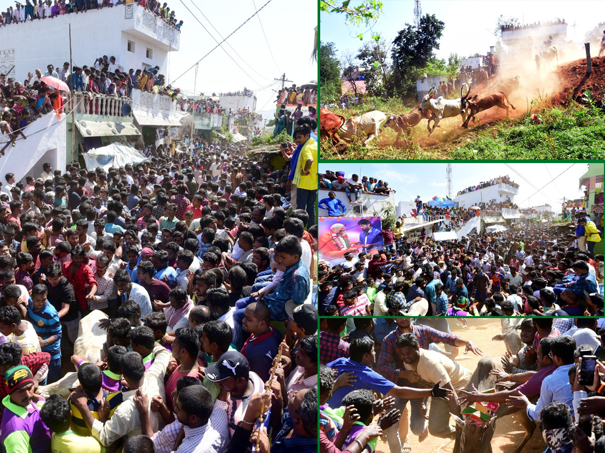  Jallikattu Celebrations in Rangampeta Photo gallery - Sakshi30