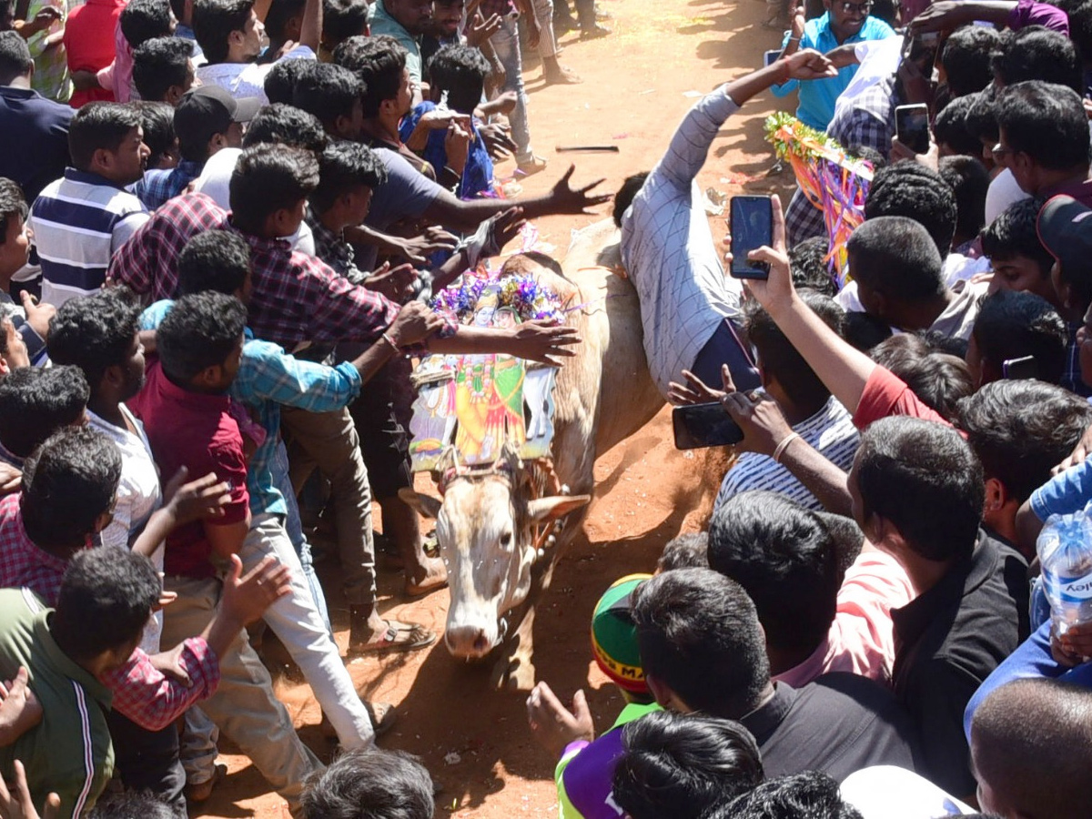  Jallikattu Celebrations in Rangampeta Photo gallery - Sakshi5