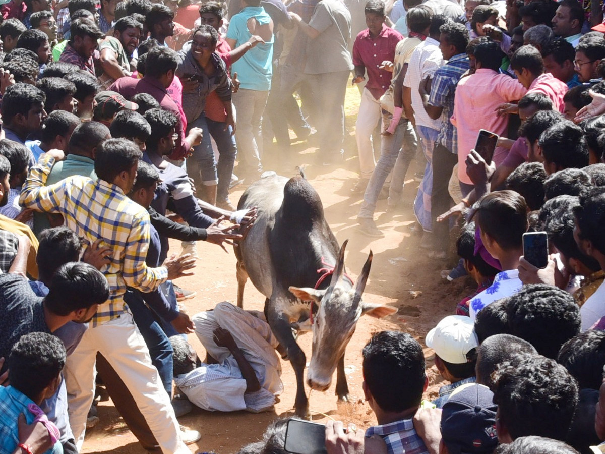  Jallikattu Celebrations in Rangampeta Photo gallery - Sakshi6