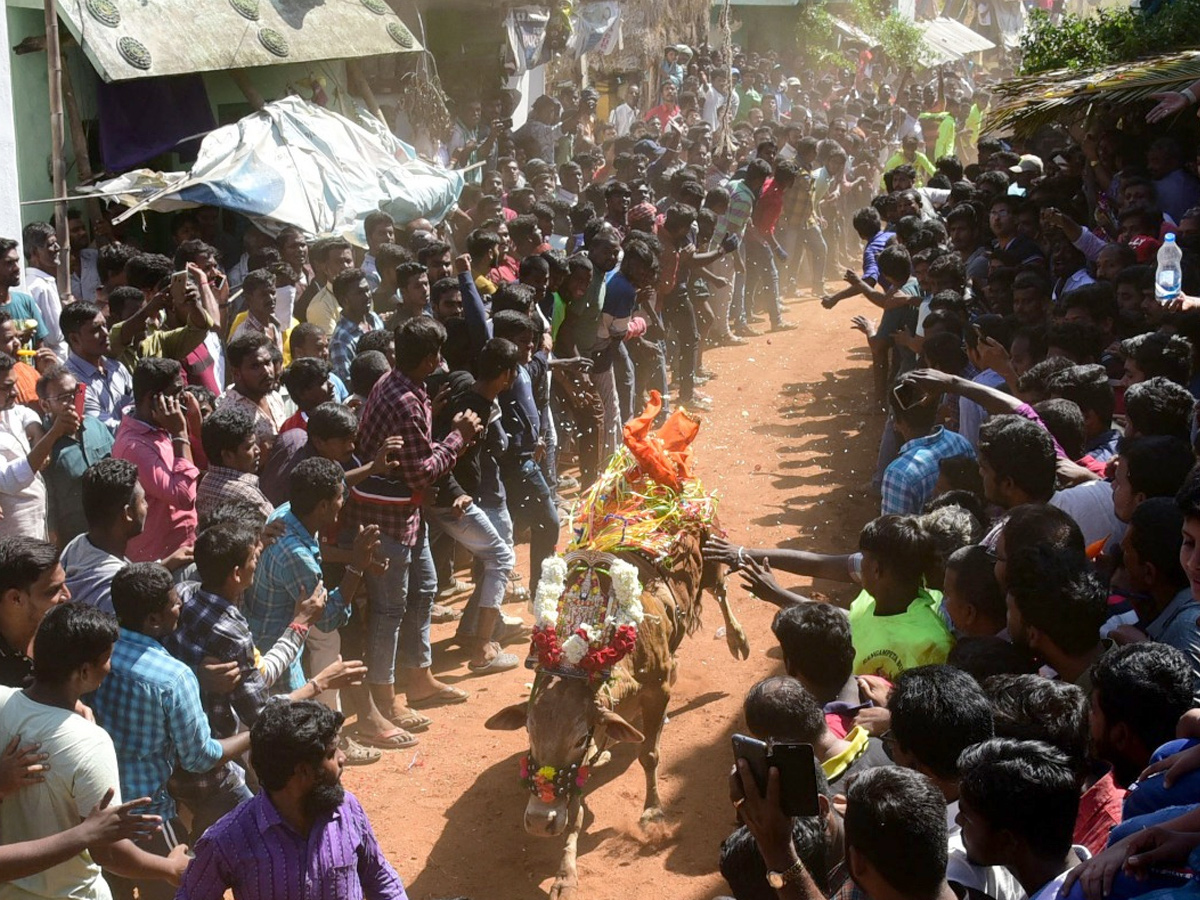  Jallikattu Celebrations in Rangampeta Photo gallery - Sakshi7