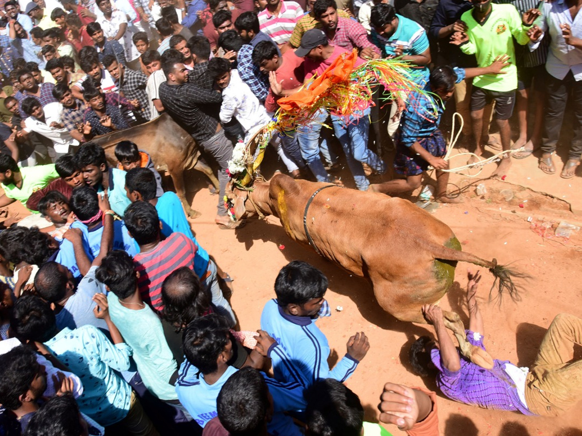  Jallikattu Celebrations in Rangampeta Photo gallery - Sakshi8