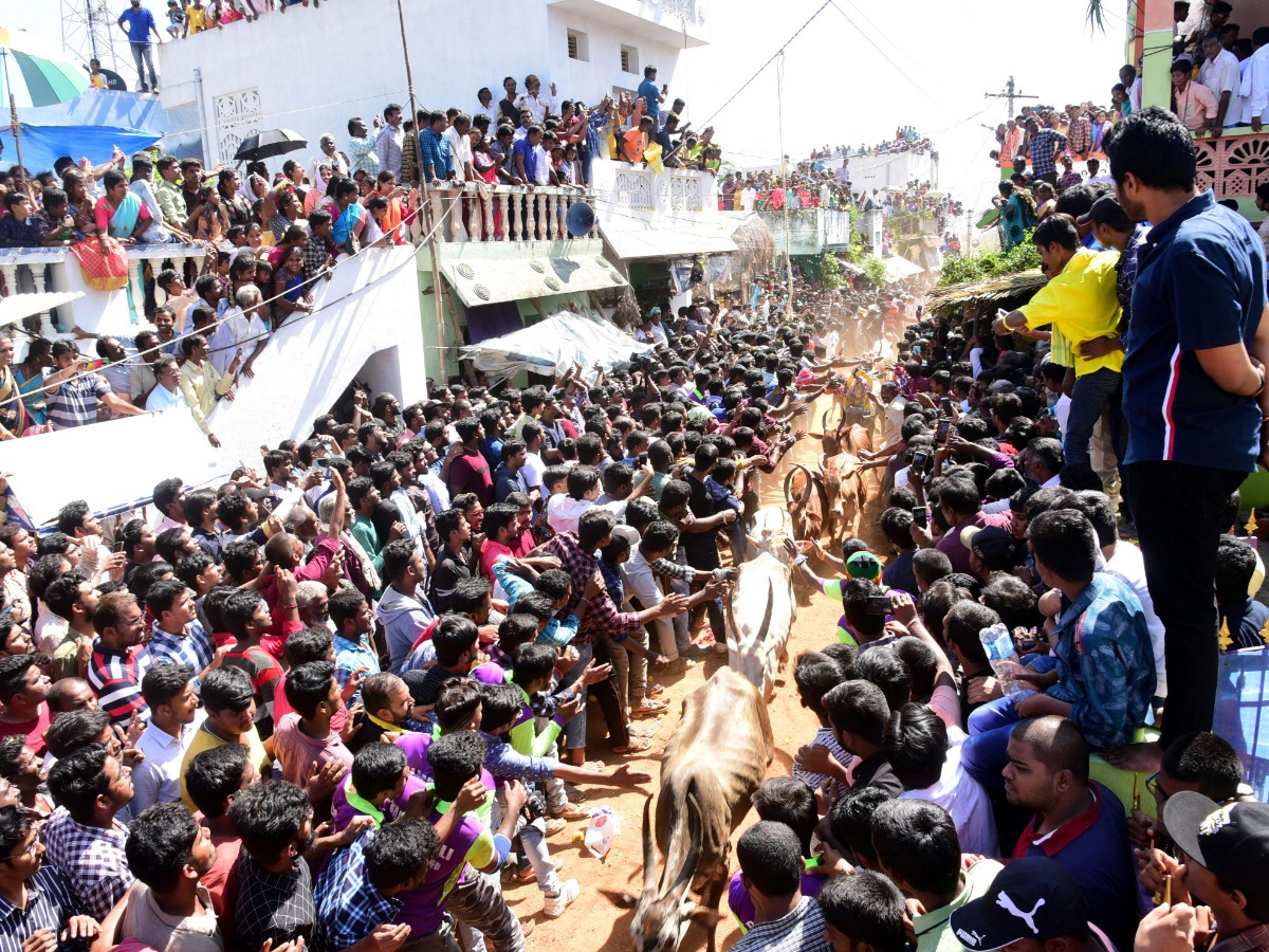  Jallikattu Celebrations in Rangampeta Photo gallery - Sakshi9