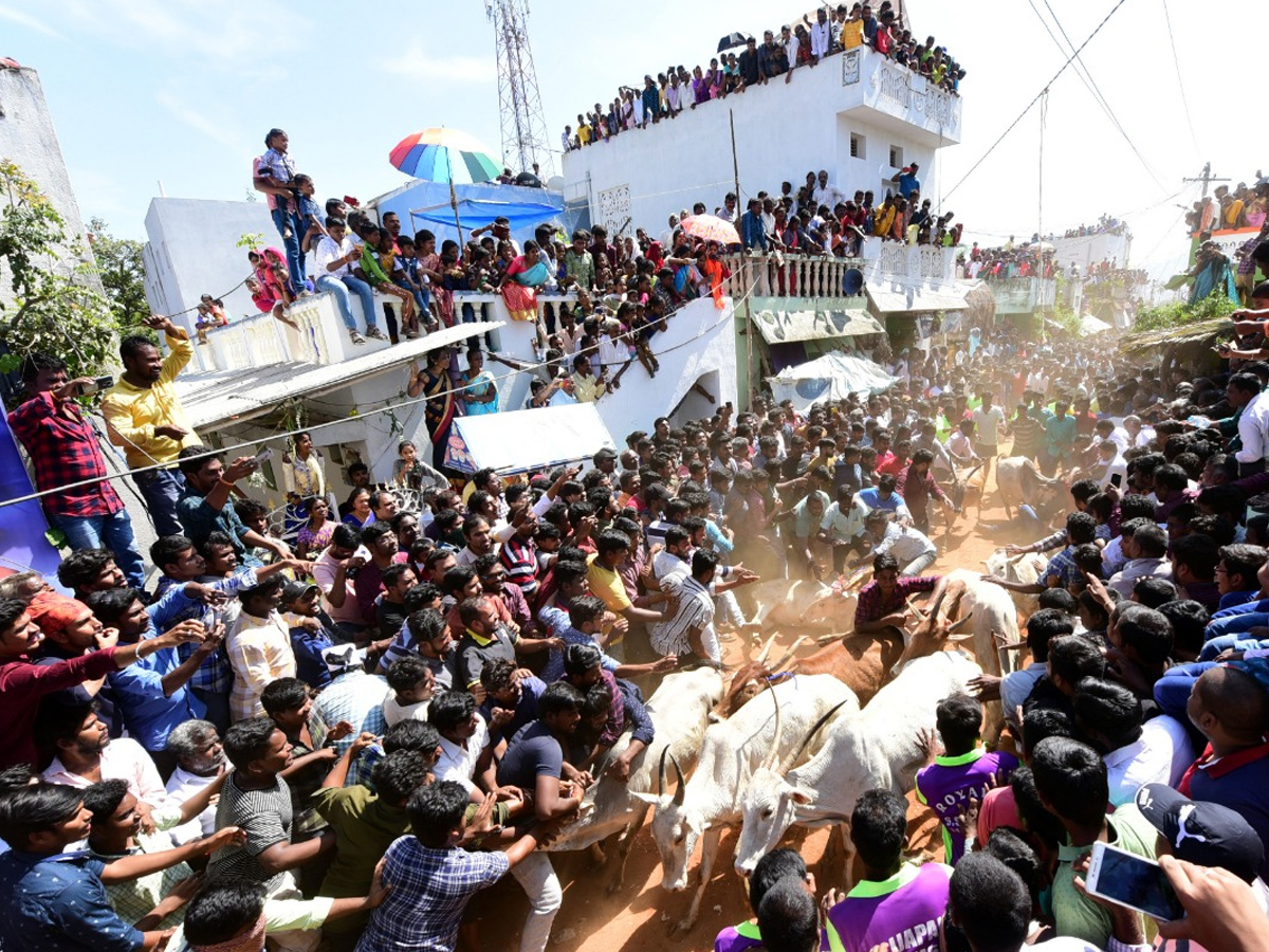  Jallikattu Celebrations in Rangampeta Photo gallery - Sakshi10