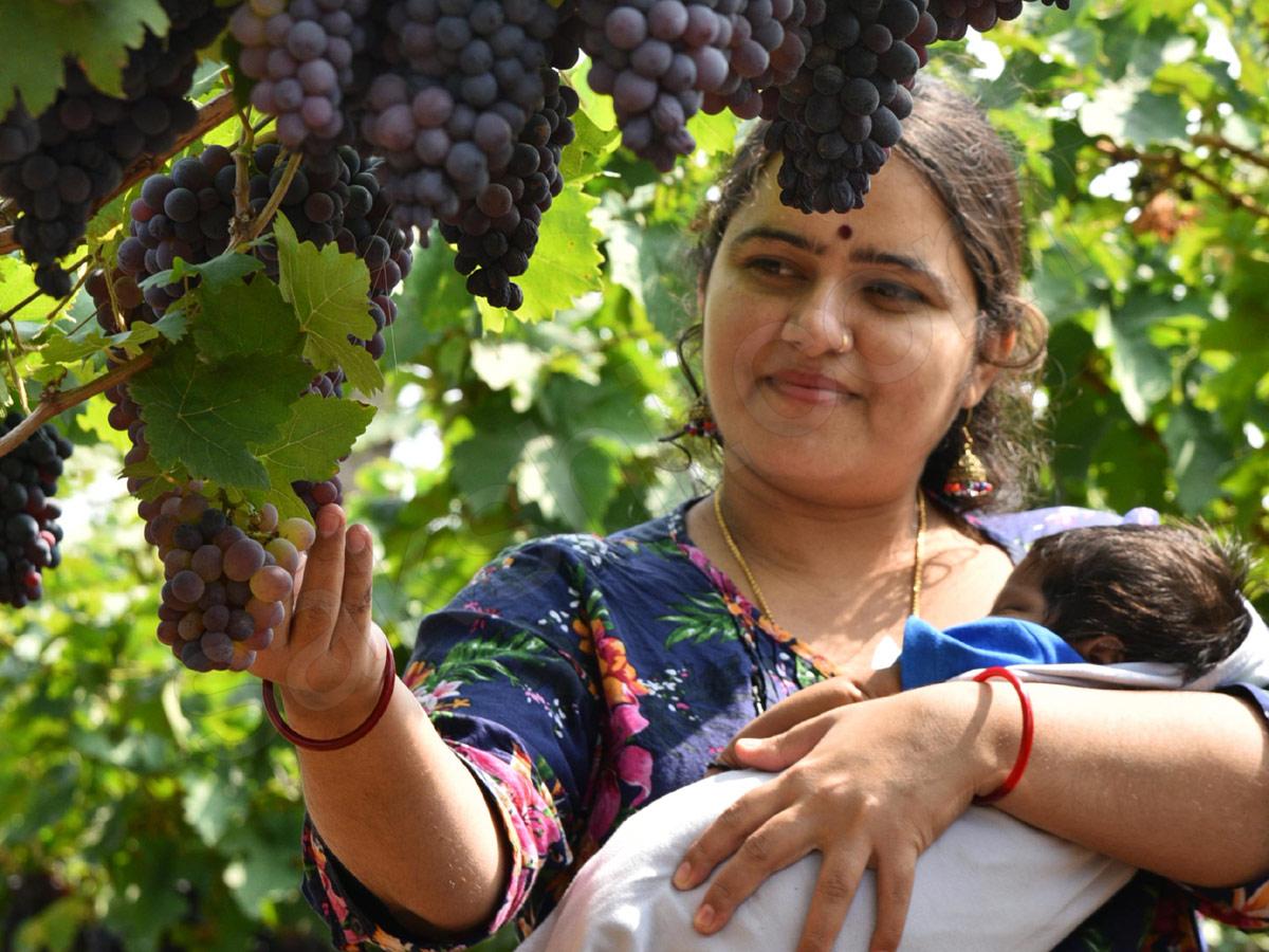 Grapes Festival in Hyderabad Photo Gallery - Sakshi1